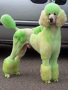 patricksday poodle