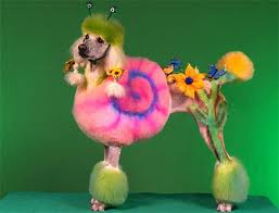 poodle flowers