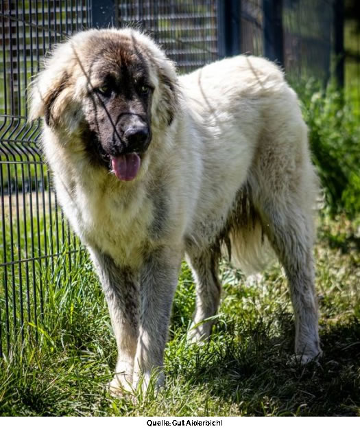 Read more about the article Herdenschutzhunde oft leichtfertig angeschafft, anschließend einfach ausgesetzt!